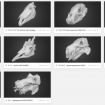 国立科学博物館の非公開標本10点の3Dモデルを無料公開